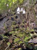 Linnaea borealis