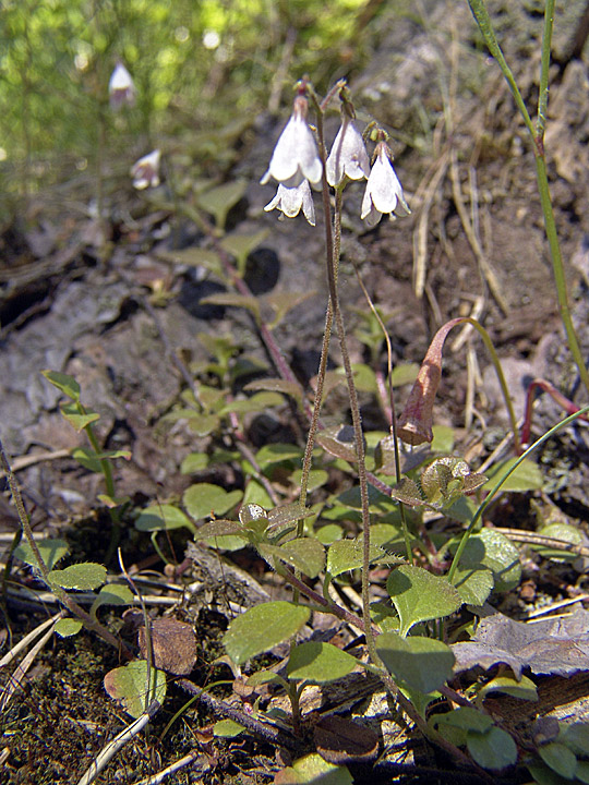 Image of Linnaea borealis specimen.