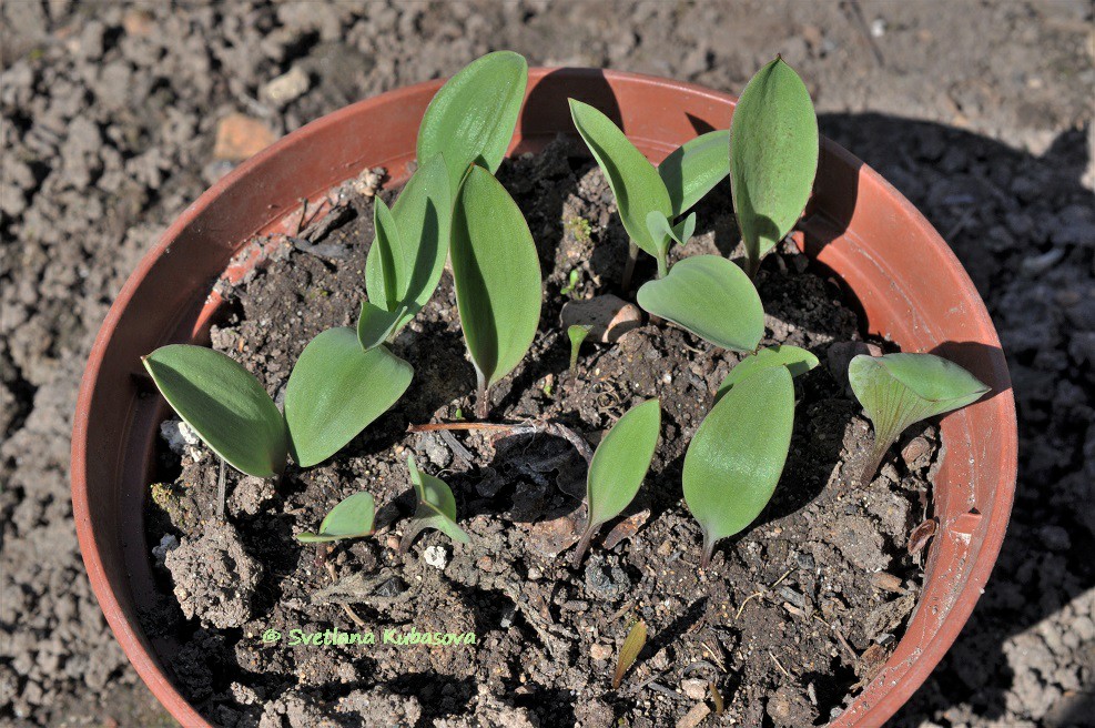 Изображение особи Fritillaria pallidiflora.