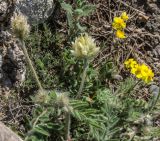 Oxytropis pallasii