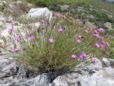 Dianthus gracilis