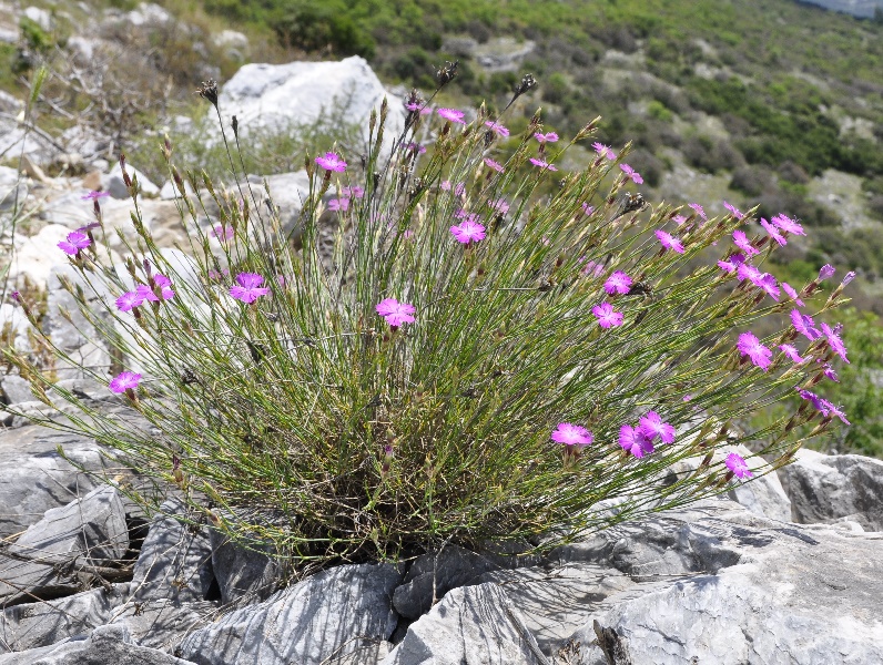 Image of Dianthus gracilis specimen.