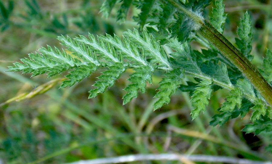 Image of Pyrethrum corymbosum specimen.