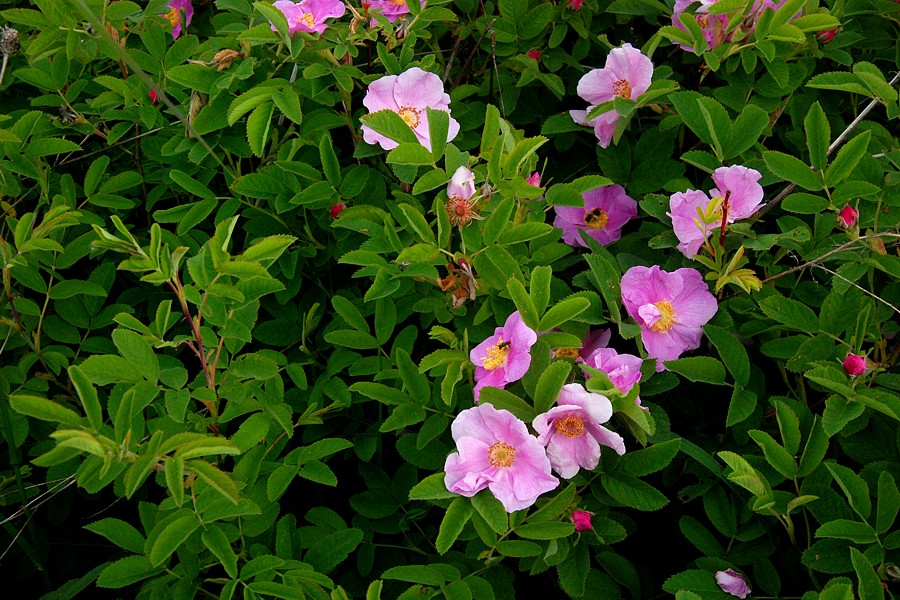 Image of Rosa acicularis specimen.