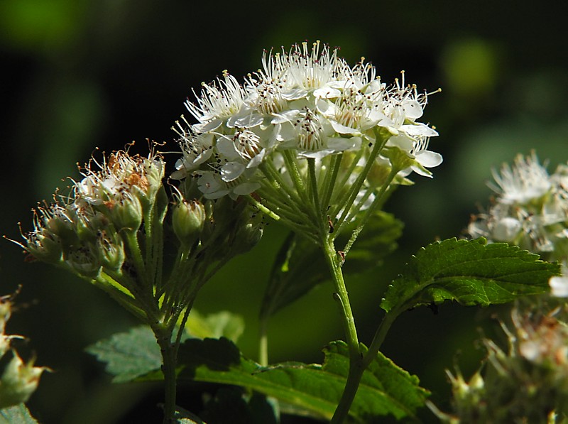 Изображение особи Physocarpus opulifolius.