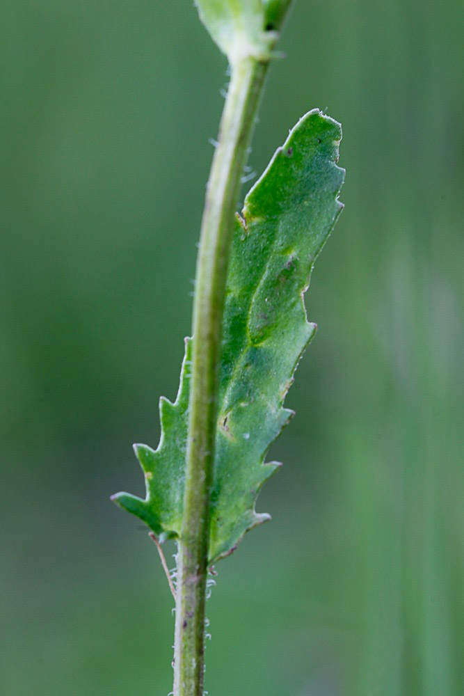 Image of Leucanthemum ircutianum specimen.