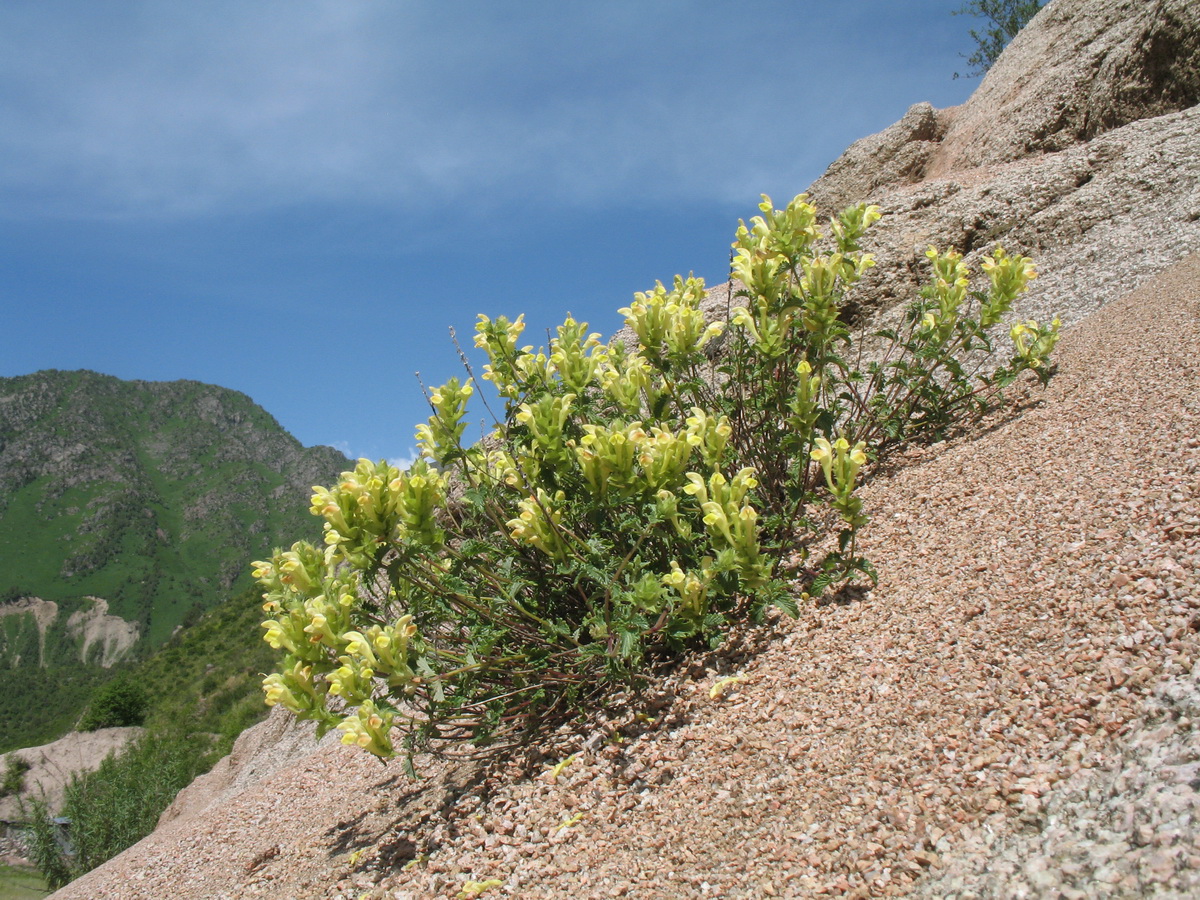 Image of Scutellaria adenostegia specimen.
