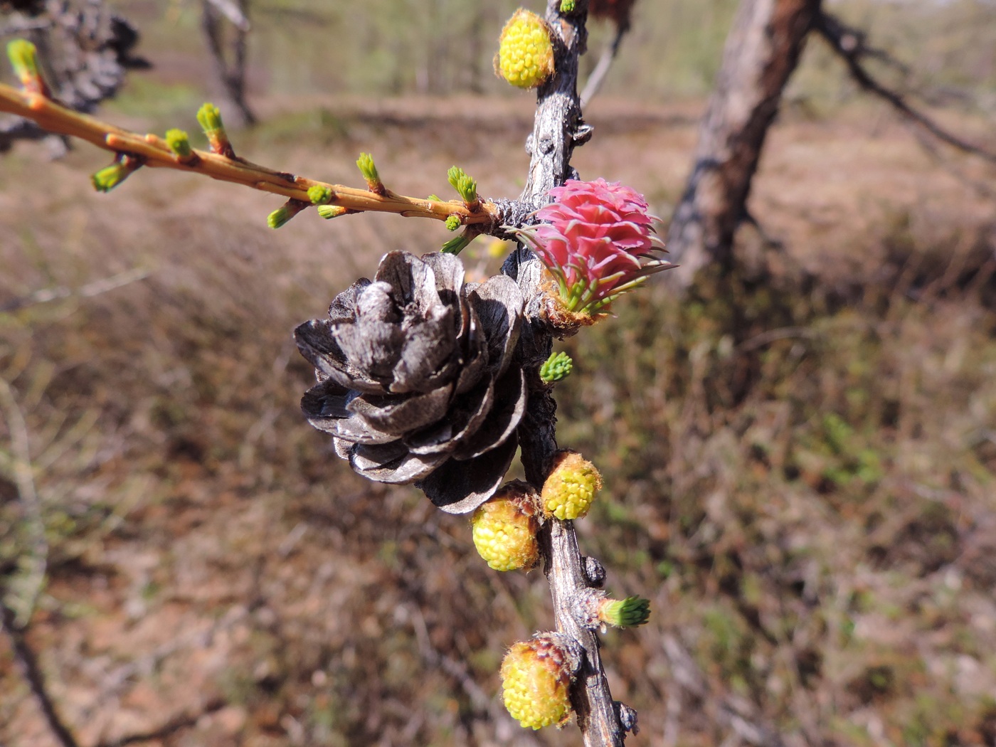 Изображение особи Larix sukaczewii.