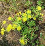 Saxifraga aizoides