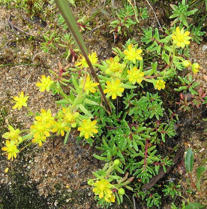 Image of Saxifraga aizoides specimen.