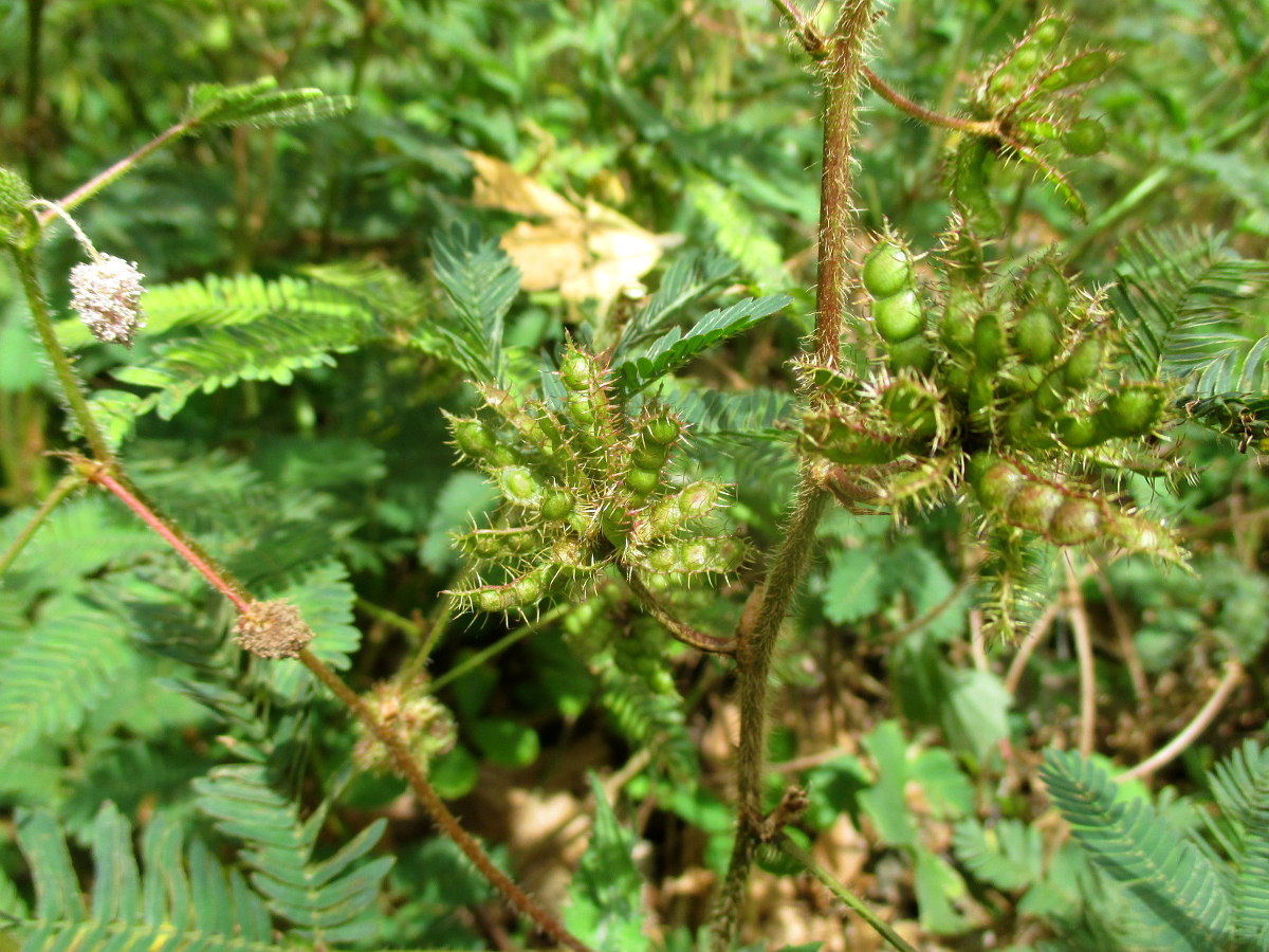 Image of Mimosa pudica specimen.