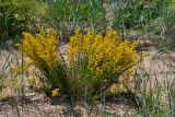 Galium verum. Цветущее растение на ракушечном пляже. Крым, Керченский п-ов, Приазовье, Караларская степь, Генеральские пляжи. 09.06.2016.