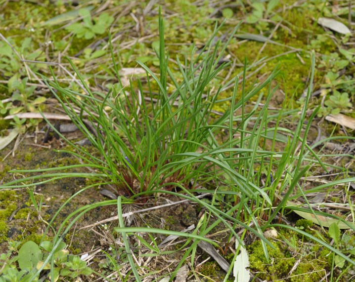 Изображение особи Muscari neglectum.