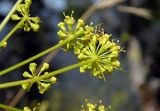 род Peucedanum