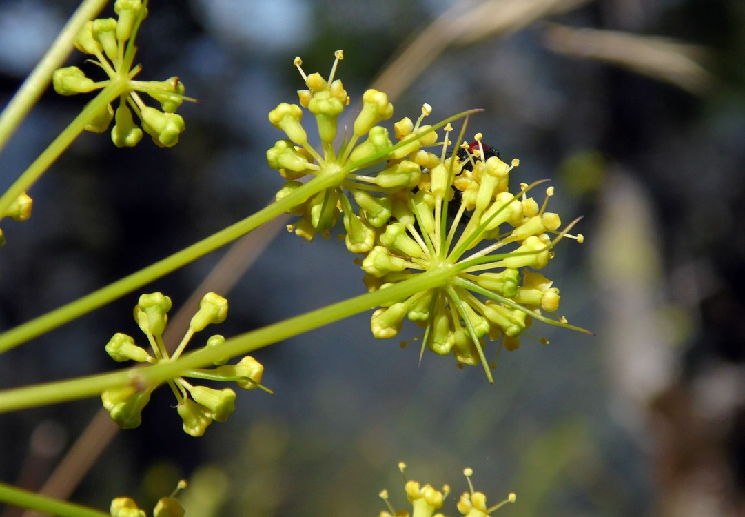 Image of genus Peucedanum specimen.