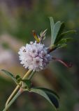 Cuscuta planiflora. Соцветие растения, паразитирующего на Medicago. Республика Адыгея, Майкопский р-н, ок. 3 км к северу от пос. Гузерипль, восточный склон горы Казачья, выс. ок. 1200 м н.у.м., луг. 24.07.2016.