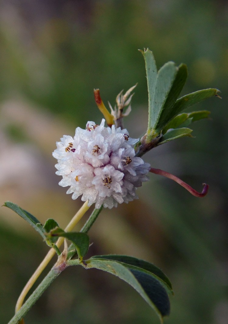 Image of Cuscuta planiflora specimen.