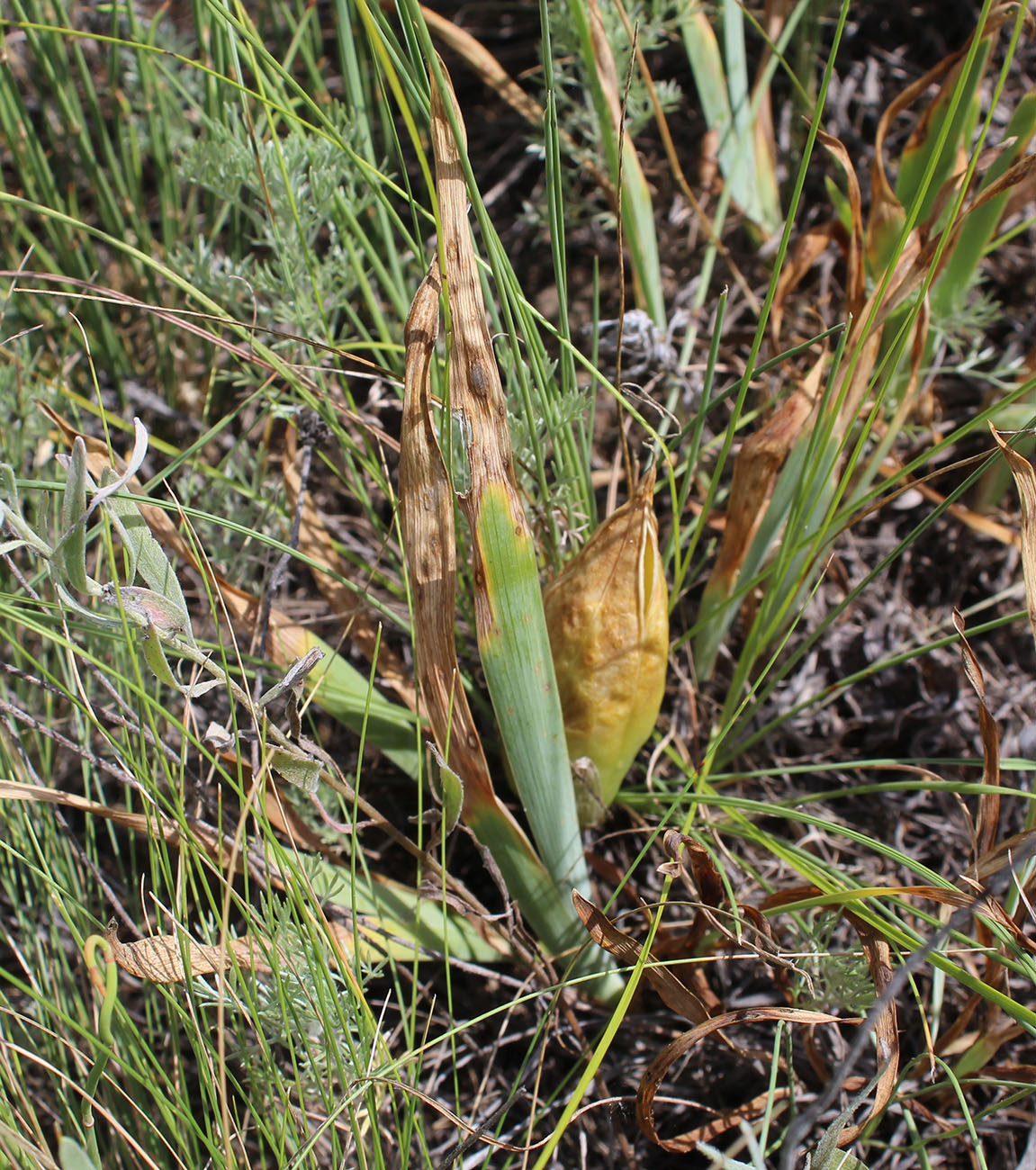 Image of Iris pumila specimen.