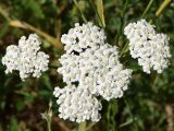 Achillea millefolium