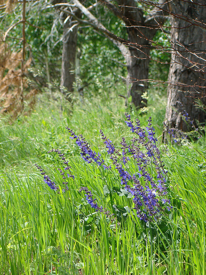 Image of Salvia stepposa specimen.