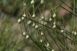 Allium longicuspis