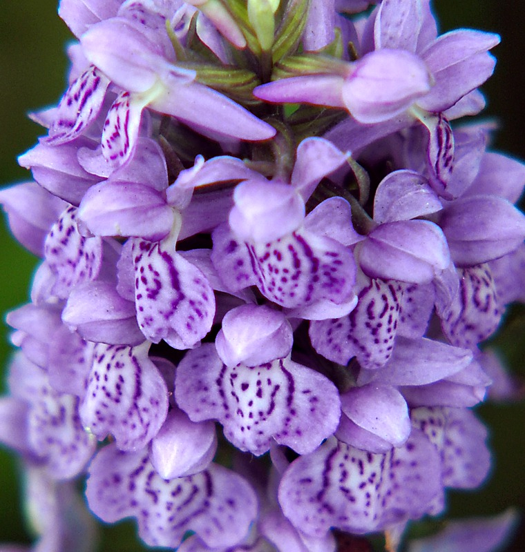 Изображение особи Dactylorhiza baltica.