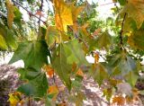 Platanus orientalis. Листья. Краснодарский край, г. Краснодар, в культуре. 13.09.2016.