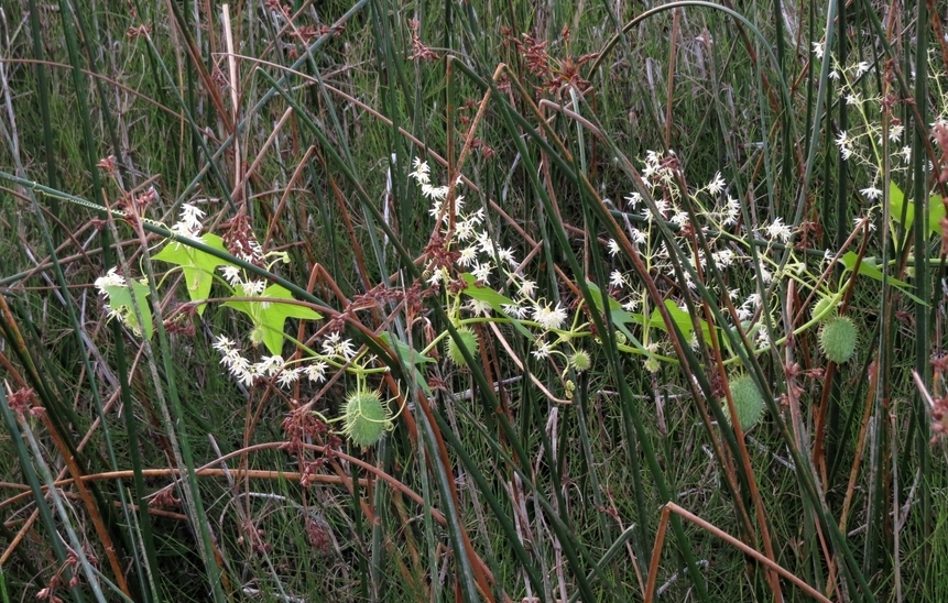 Изображение особи Echinocystis lobata.