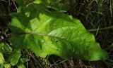 Verbascum nigrum. Прикорневой лист. Ярославская обл., Переяславский р-н, местечко Ботик, поляна за зданием музея. 16.08.2016.