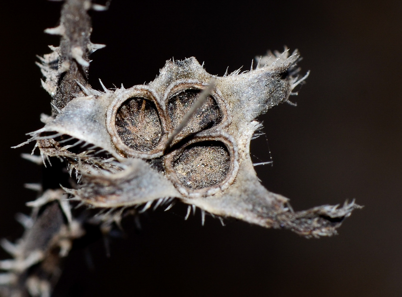 Image of Anchusa strigosa specimen.