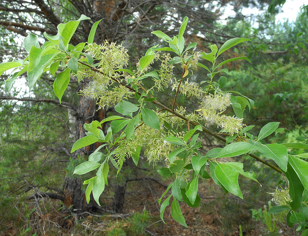 Изображение особи Salix bebbiana.