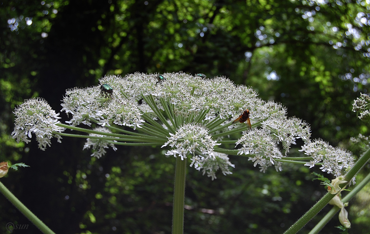 Изображение особи Heracleum mantegazzianum.