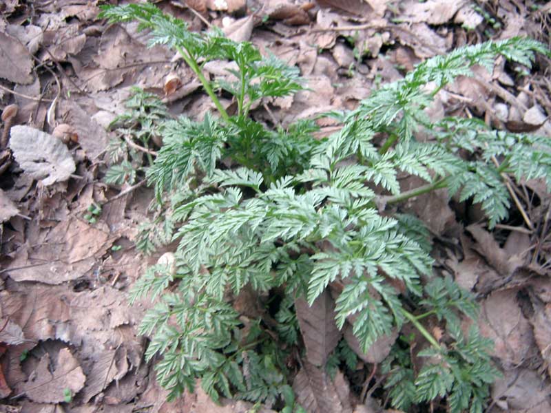 Image of Conium maculatum specimen.