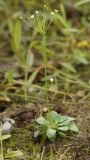 Androsace filiformis