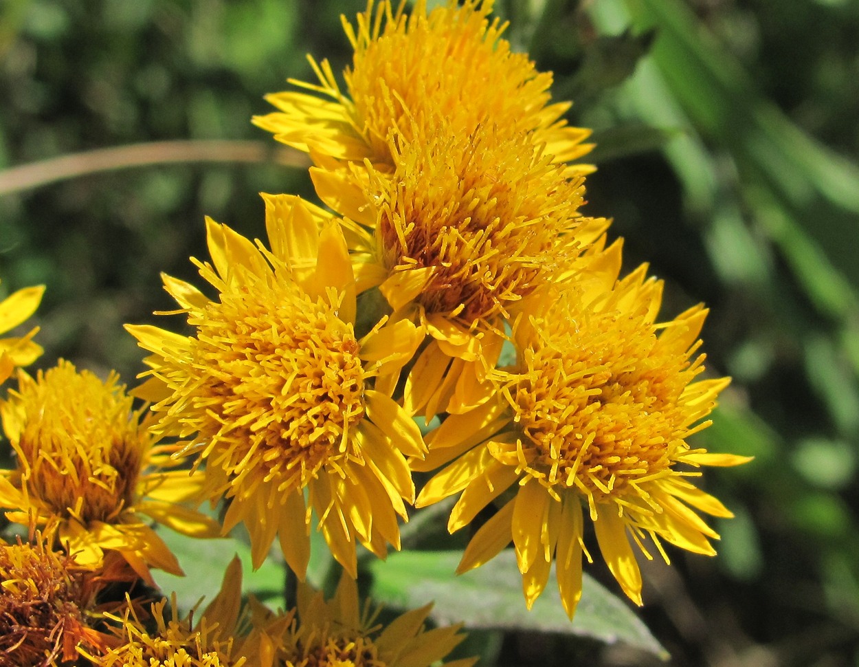 Image of Inula germanica specimen.