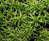 Sphagnum squarrosum