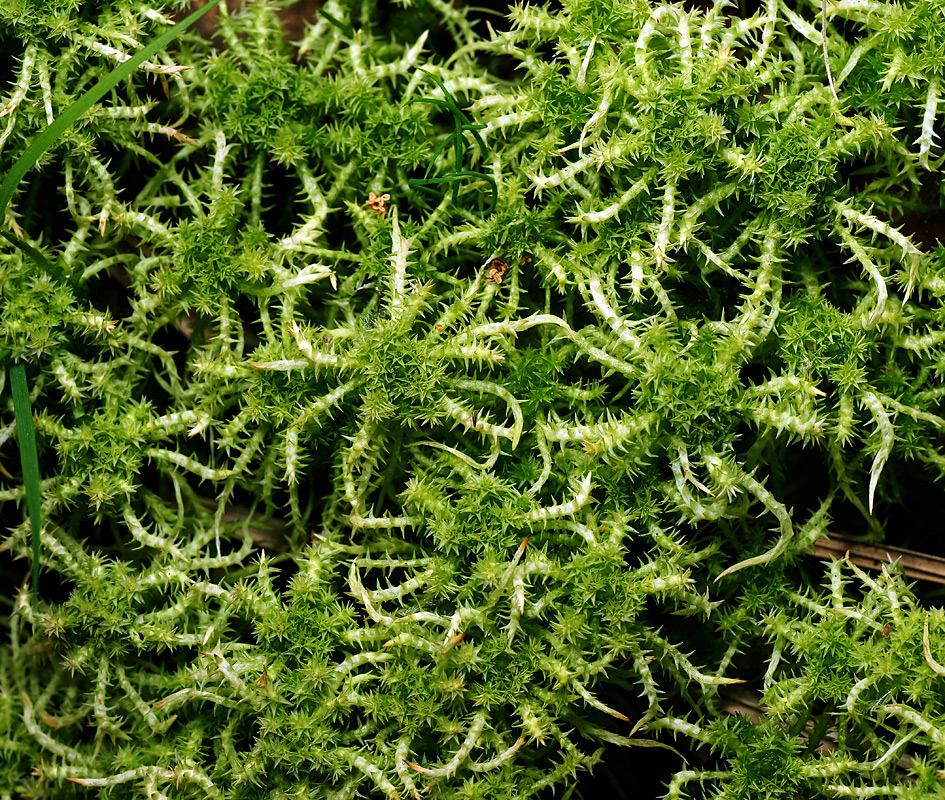 Image of Sphagnum squarrosum specimen.