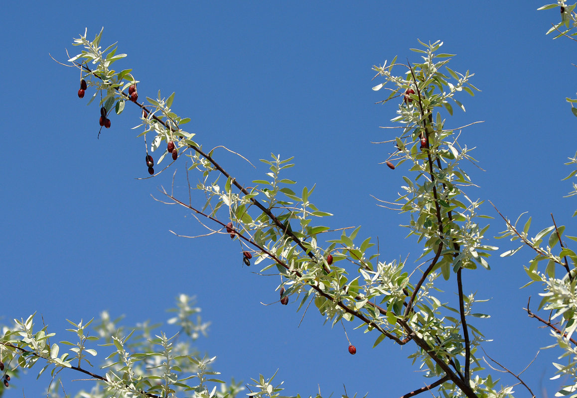 Изображение особи Elaeagnus angustifolia.