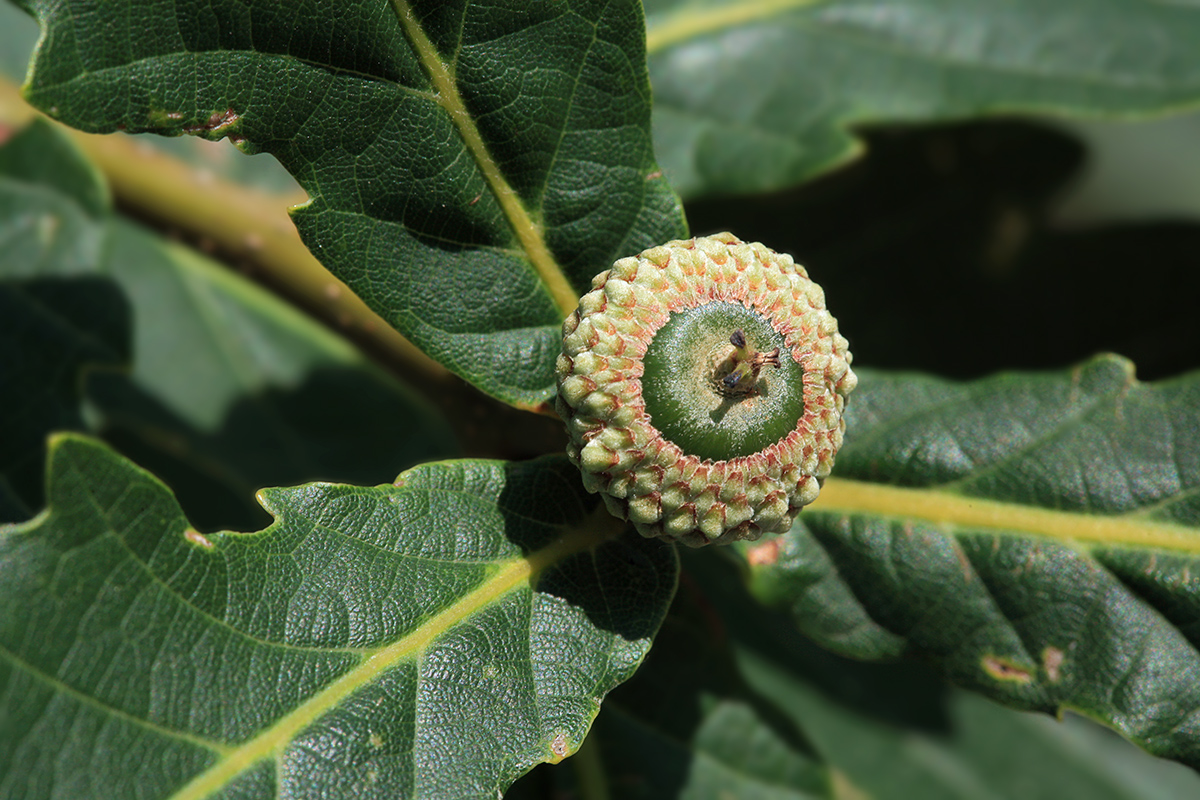 Изображение особи Quercus crispula.