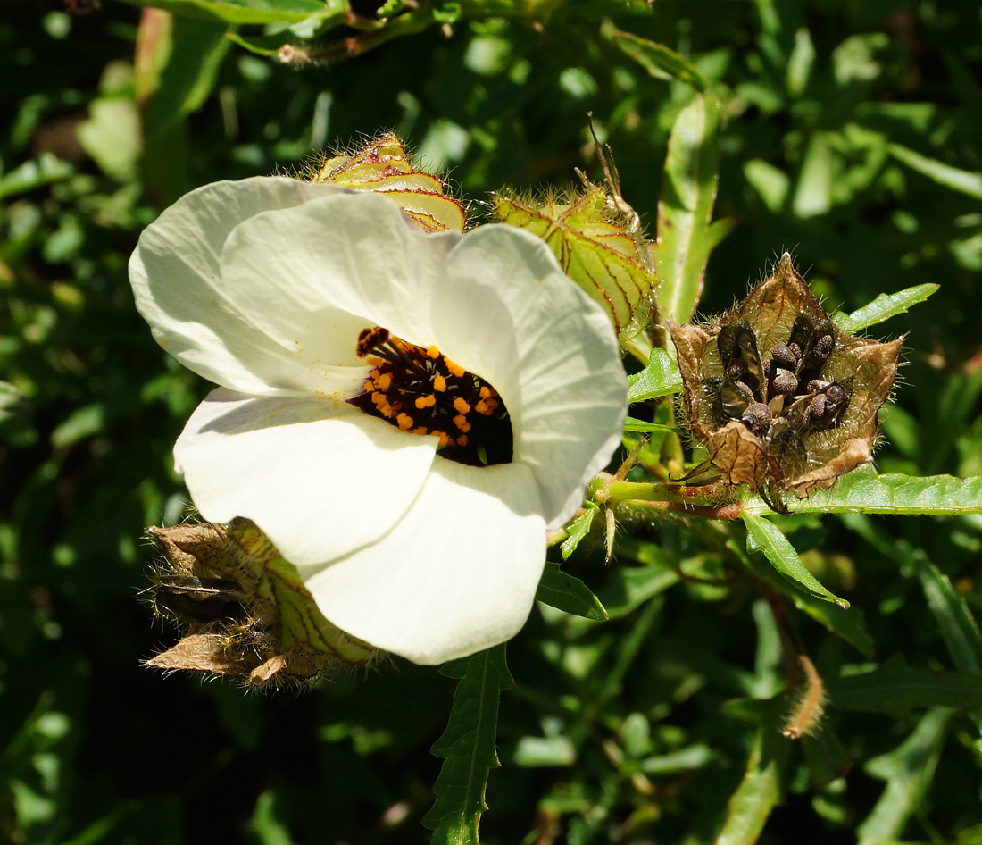 Изображение особи Hibiscus trionum.