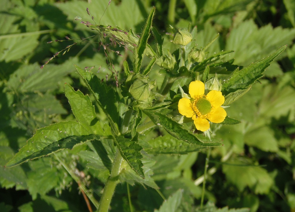 Изображение особи Geum aleppicum.