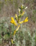 genus Chamaecytisus. Цветущий побег. Украина, Запорожская обл., Запорожский р-н, Малоекатериновское охотничье-рыболовное хозяйство, степь, возвышенность. 17.04.2016.