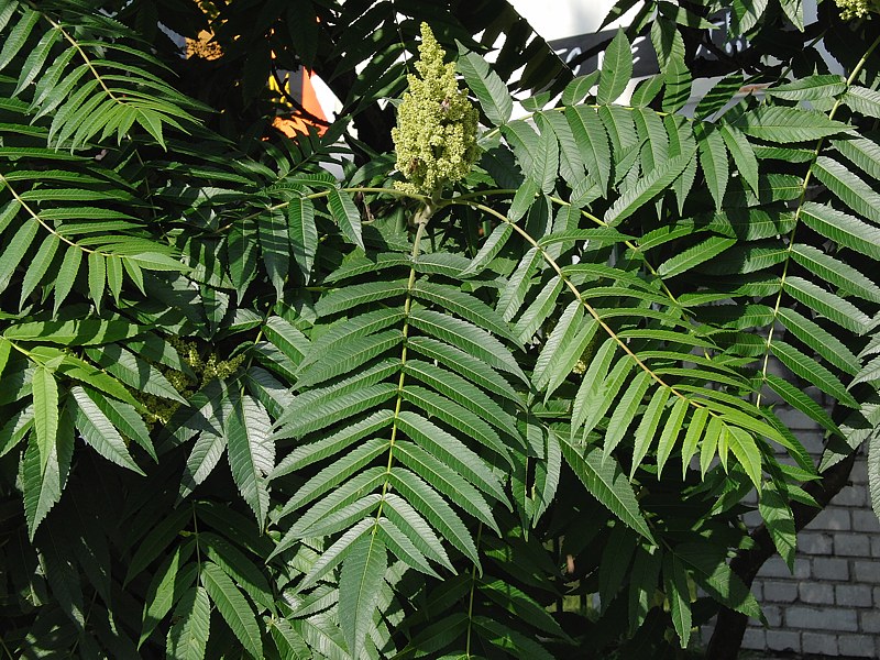 Image of Rhus typhina specimen.