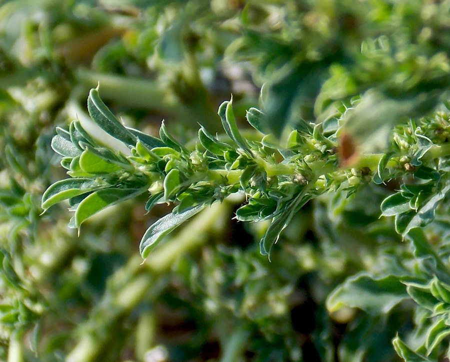 Image of Amaranthus albus specimen.