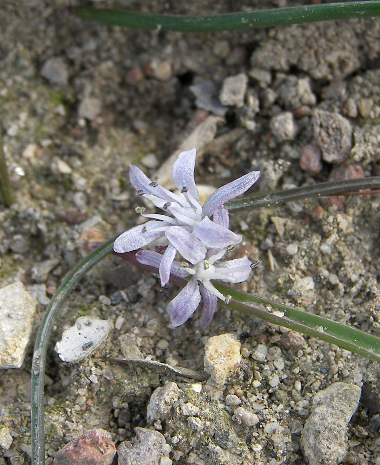 Image of Hyacinthella atropatana specimen.