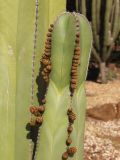 Pachycereus marginatus. Верхушка бутонизирующего побега и подлетающая муха. Австралия, Новый Южный Уэльс, пос. Лайтнинг Ридж, питомник кактусов, основанный в 1966 г. Джоном и Элизабет Беван (Bevan). 14.09.2009.