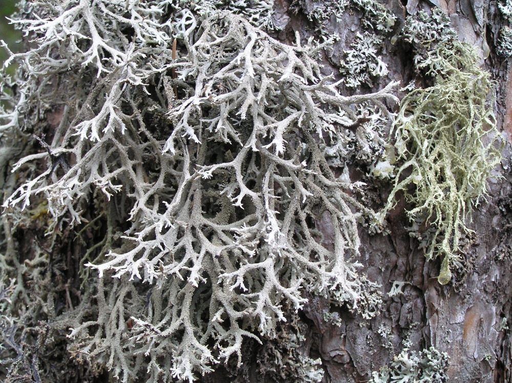 Image of Pseudevernia furfuracea specimen.