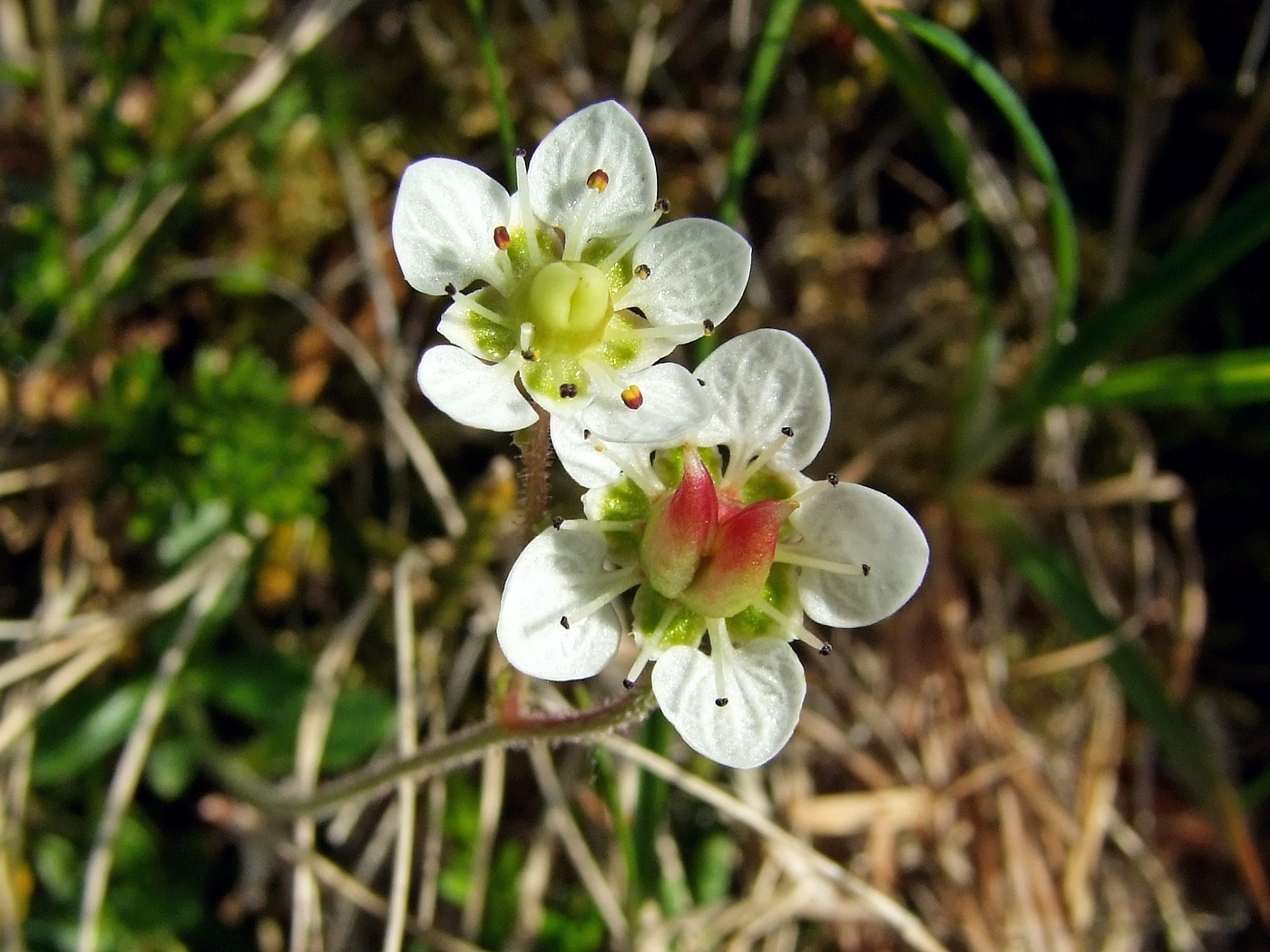 Изображение особи Micranthes merkii.