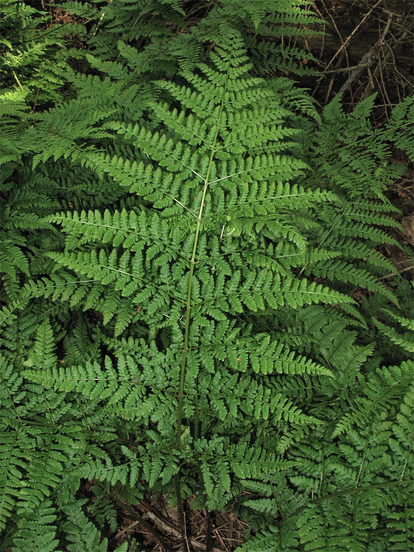 Изображение особи Dryopteris dilatata.