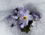Primula vulgaris